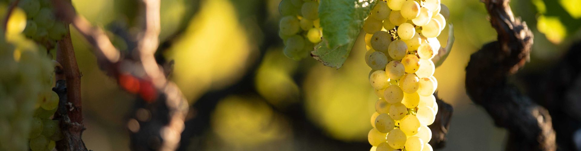 LE Harvest23 9593