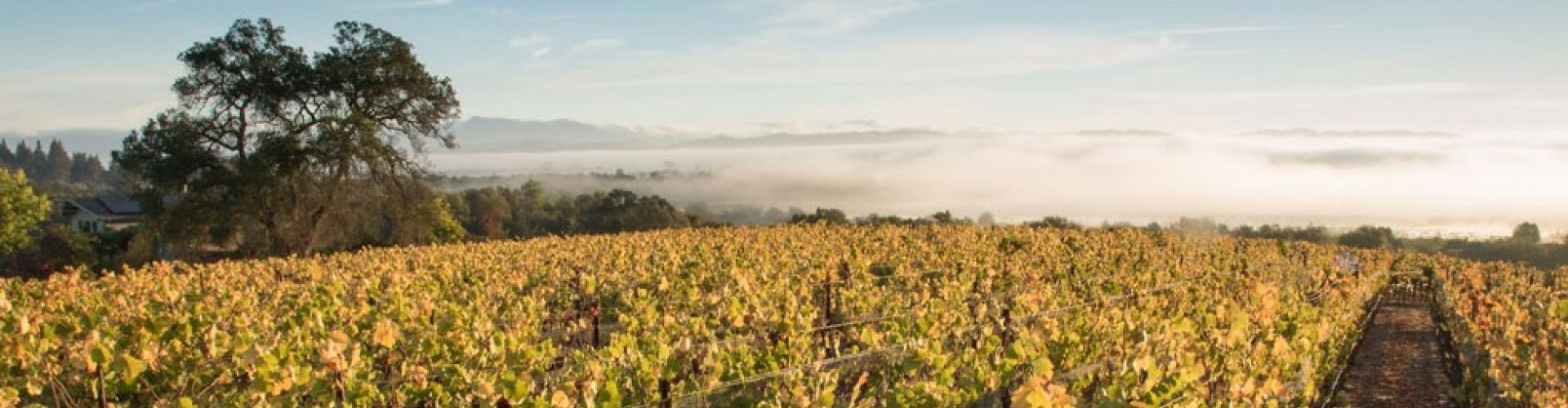 Lynmar estate advocates club announcement november 2019 vineyard lt