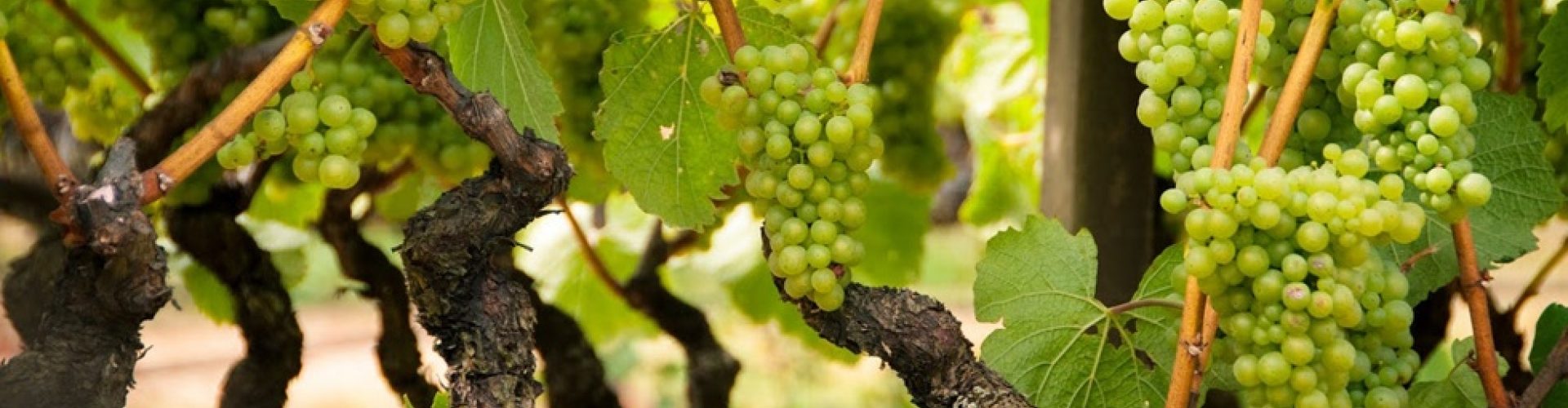 Lynmar estate advocates club announcement september 2019 grapes