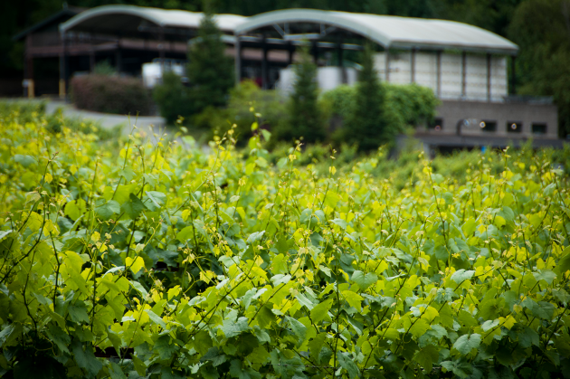 Lynmar Estate Wineryand Caves