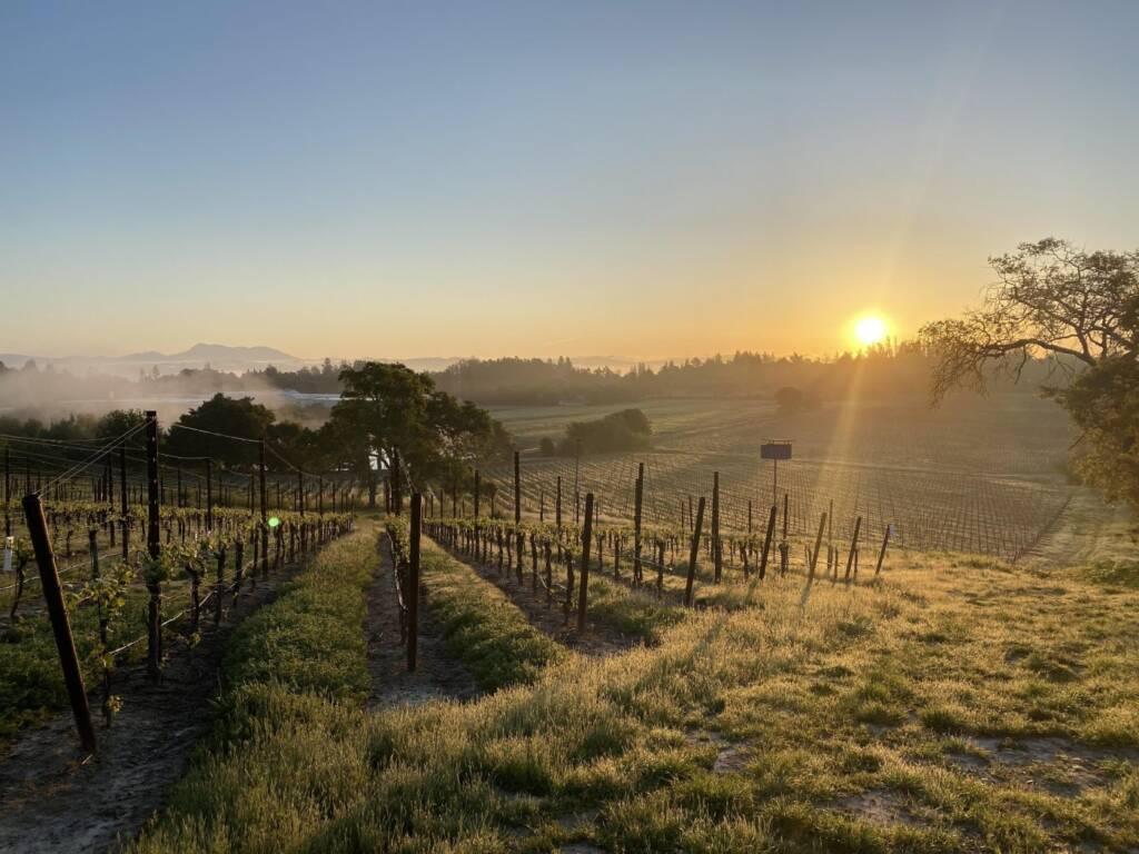 Sunrise over a Russian River vineyard with rows of Pinot Noir grapevines, grassy ground, light morning mist, and distant trees and hills under a clear sky.