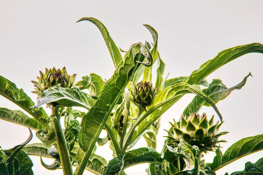Close-up of an artichoke plant with several spiky green buds and large, elongated leaves against a pale Sonoma sky—reminiscent of vineyards and wine tasting afternoons.
