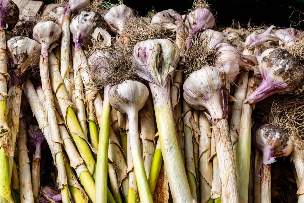 A pile of freshly harvested garlic bulbs with stalks and roots still attached, showing dirt and varying shades of purple and white—reminiscent of Sonoma’s Pinot Noir vineyards at harvest.