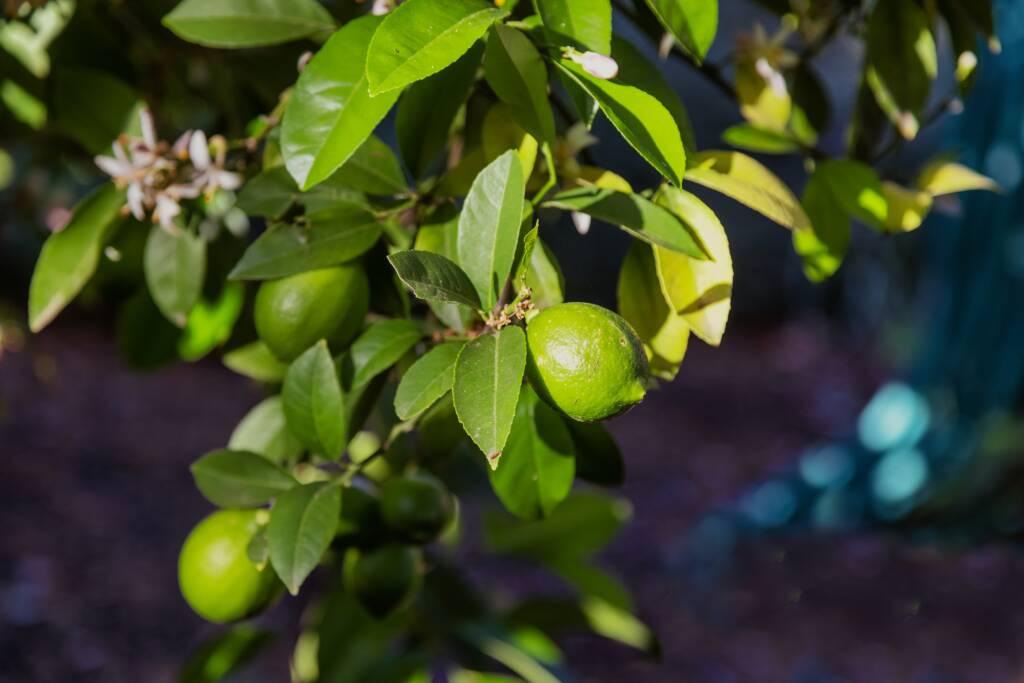 A close-up of green limes growing on a tree with glossy leaves and some white blossoms in sunlight, reminiscent of the vibrant citrus notes found in Sonoma Chardonnay.