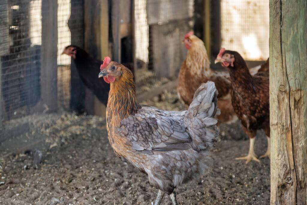 Four chickens of different colors stand on dirt inside a fenced enclosure with wooden posts and wire mesh, enjoying the peaceful ambiance of Sonoma’s wine tasting country near the Russian River.