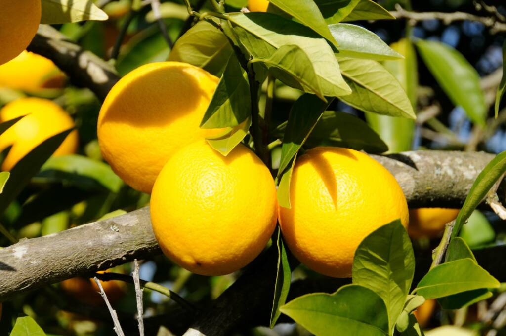 Several ripe oranges hanging from a tree branch with green leaves in sunlight, reminiscent of orchards in Sonoma where Chardonnay grapes thrive.