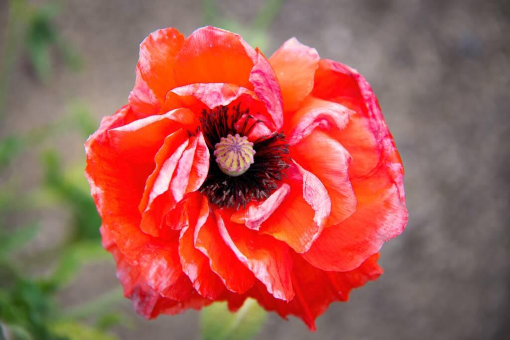 Close-up of a single red and orange poppy flower in bloom with ruffled petals and a visible central seed pod, captured near the Russian River in Sonoma, against a blurred neutral background.