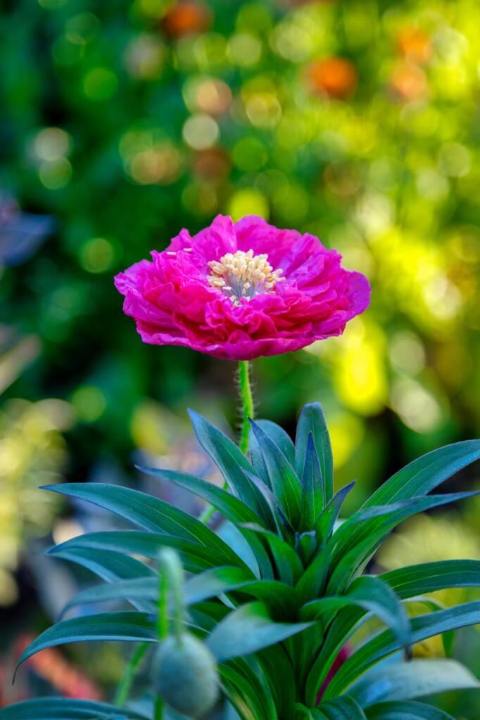 A single bright pink peony flower blooms atop a green stem with leaves, set against a blurred garden background—evoking the elegance of a Russian River Chardonnay ready for wine tasting.