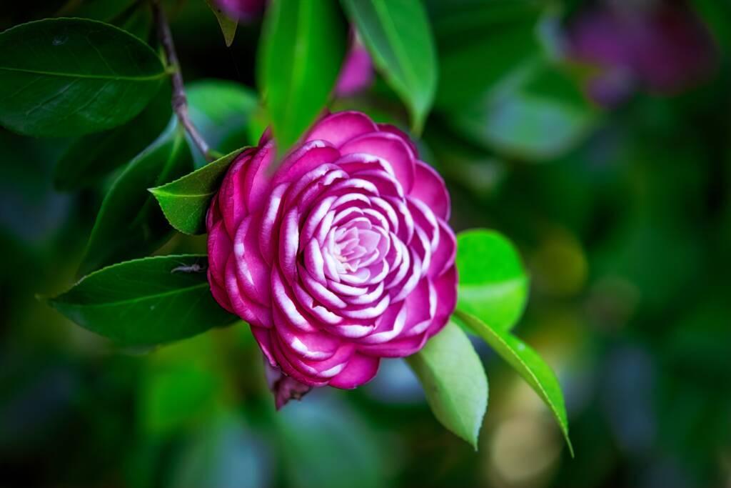 Pink camellia flower with layered petals and white edges surrounded by green leaves, captured near the Russian River in Sonoma, against a blurred background—a perfect scene for a leisurely lunch.