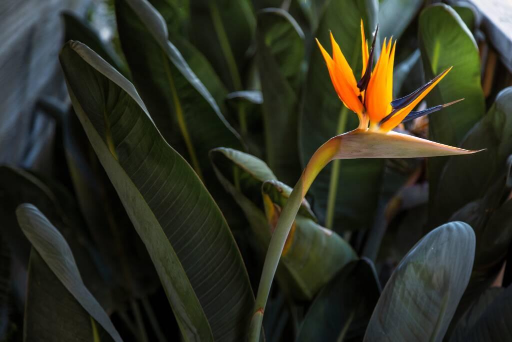 A single orange and blue bird of paradise flower stands out against a background of large green leaves, evoking the vibrant notes found in a glass of Chardonnay.