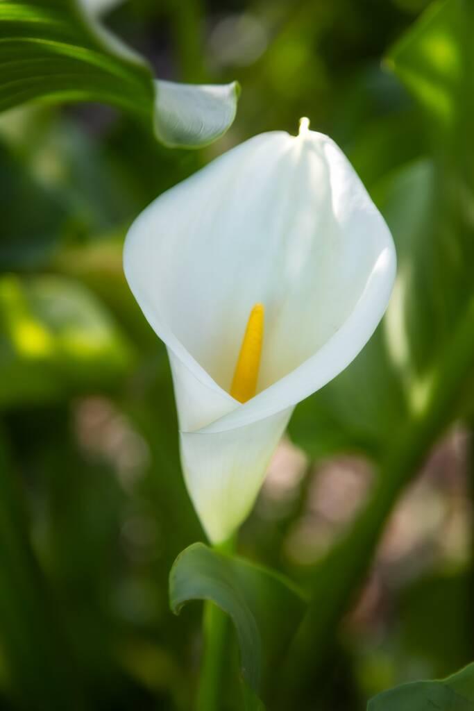 A close-up of a white calla lily flower with a yellow spadix, surrounded by green leaves, evokes the elegance of a Russian River Pinot Noir enjoyed at lunch amidst nature.