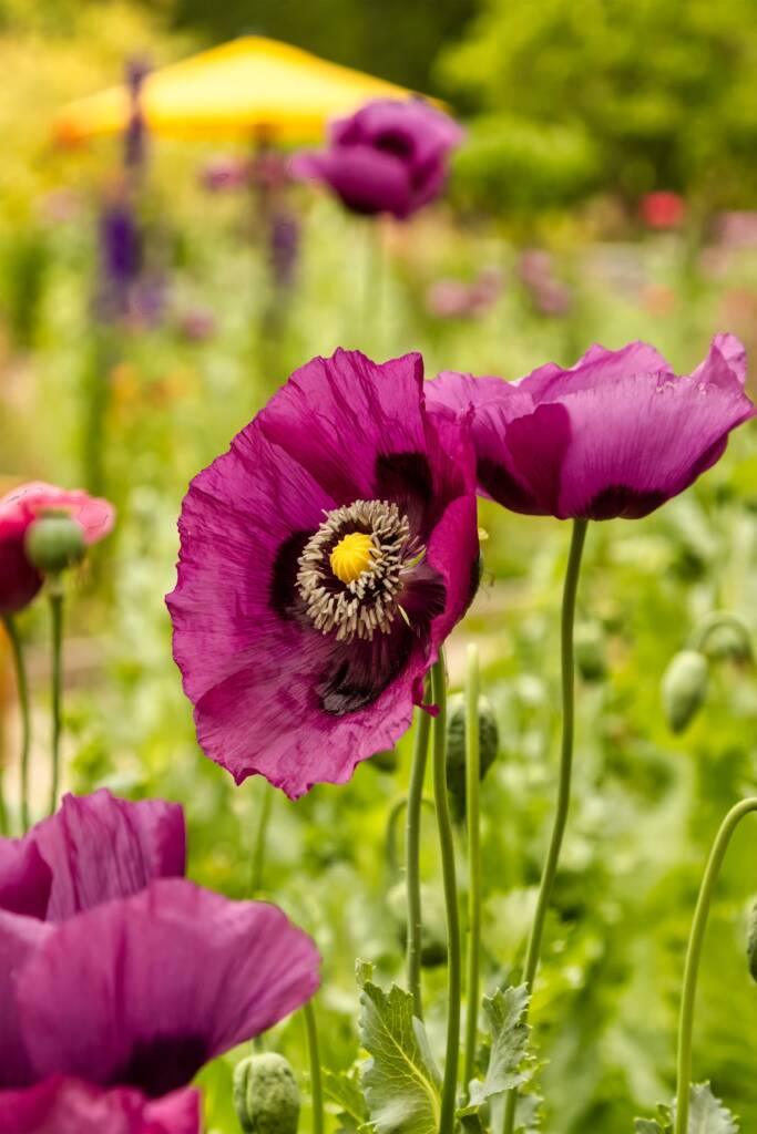 Close-up of vibrant purple poppy flowers in a garden near the Russian River, with lush green foliage and a blurred yellow object in the background.