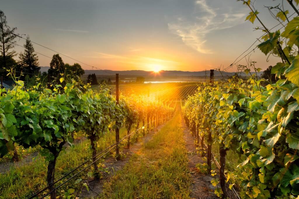 Rows of grapevines in a Sonoma vineyard at sunset, with sunlight shining through the leaves and hills visible in the background—an inviting scene perfect for wine tasting.