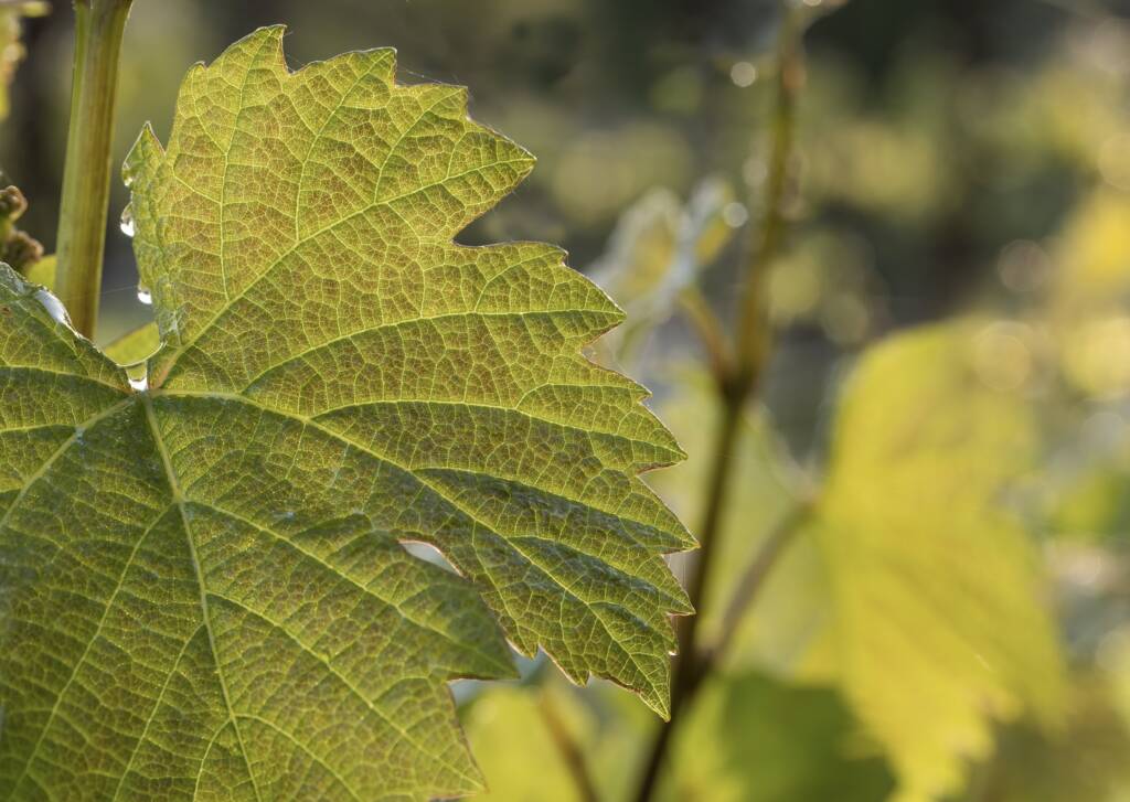 Close-up of a green grapevine leaf with visible veins, sunlight shining through, and a blurred background—perfectly capturing the essence of a Chardonnay vineyard.