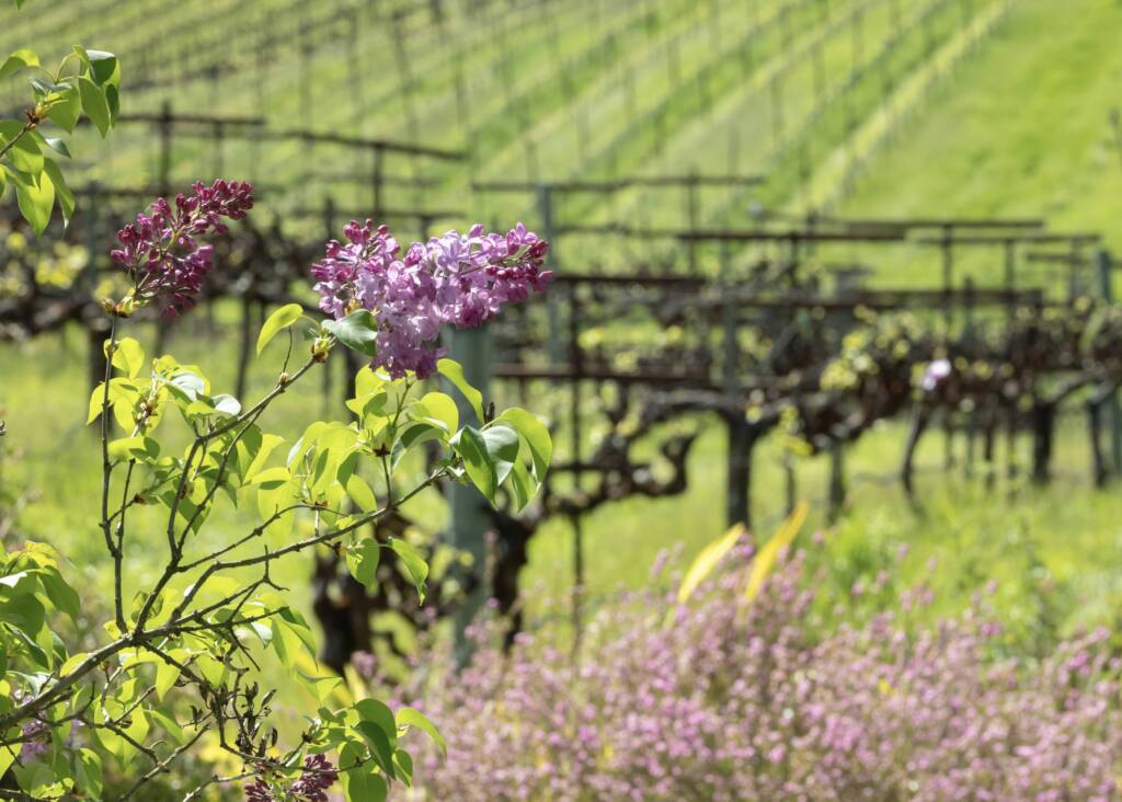 Purple lilac flowers in the foreground with rows of Pinot Noir grapevines and greenery in the background on a sunny Sonoma day.
