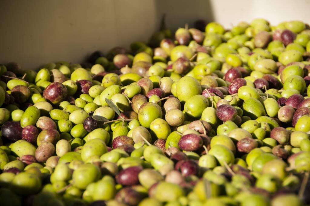 A large pile of freshly harvested green and purple olives fills a container in sunlight, reminiscent of a Russian River wine tasting with notes of Pinot Noir in the air.