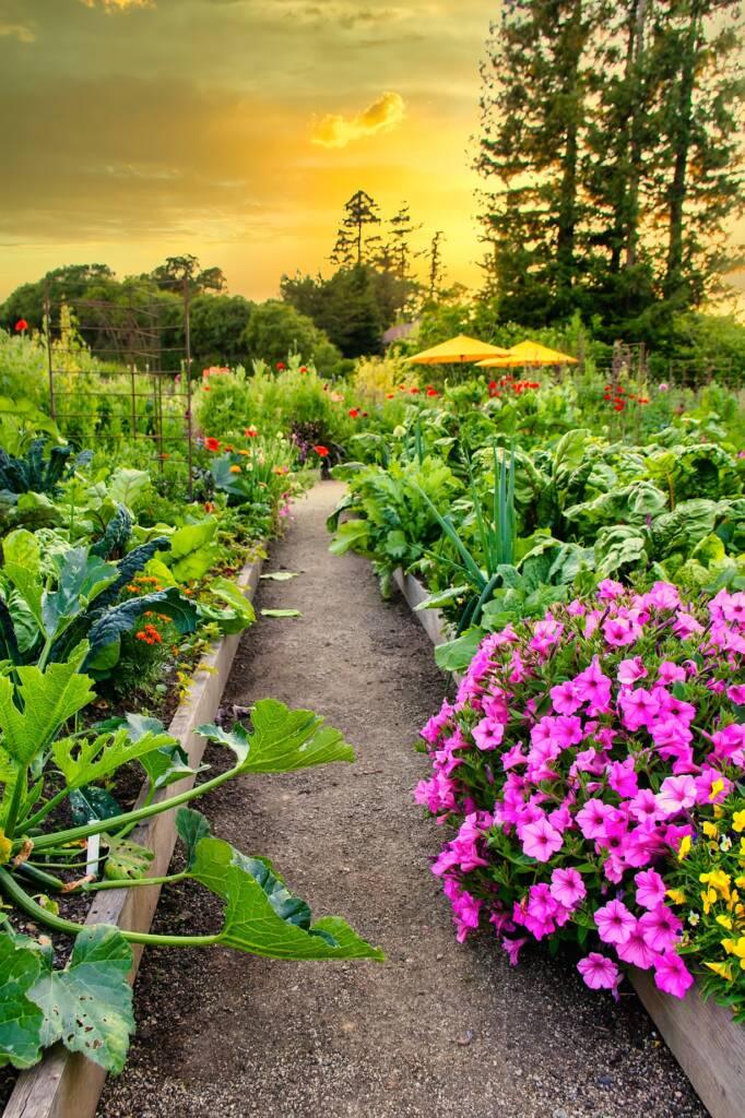 A Sonoma garden with raised beds of vegetables and flowers, a dirt path in the center, and tall trees in the background at sunset—perfect for a Chardonnay wine tasting amid natural beauty.