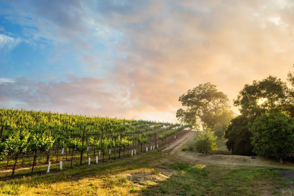 Rows of Chardonnay grapevines grow on a gently sloping hill at sunrise, with a dirt path and large trees to the right under a partly cloudy Sonoma sky.