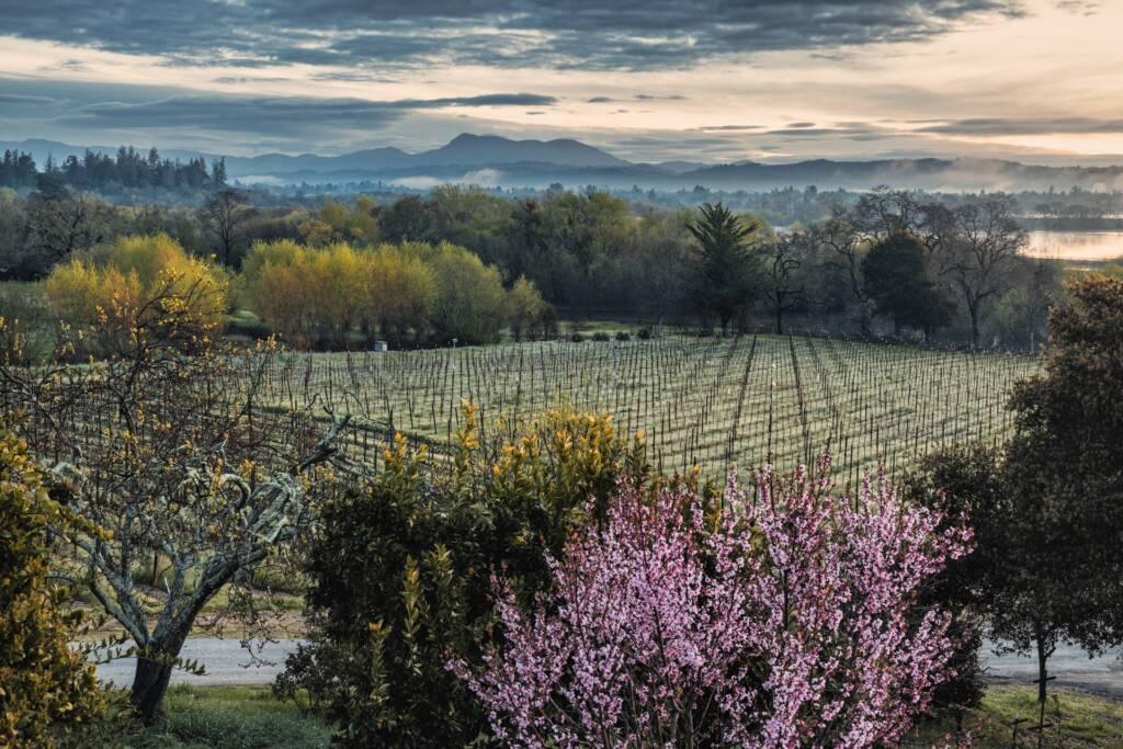 Vineyard landscape in Sonoma with rows of grapevines, a blooming pink tree in the foreground, distant mountains, and a cloudy sky at sunrise or sunset—an inviting setting for Chardonnay wine tasting.