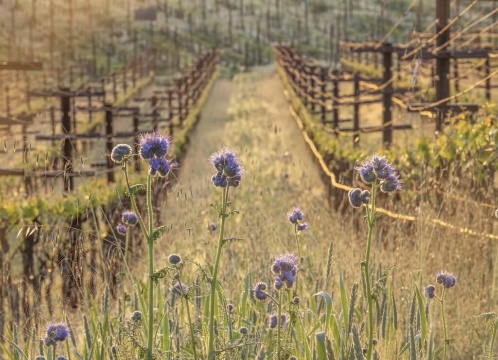 Purple wildflowers grow in the foreground of a Russian River vineyard with rows of Pinot Noir grapevines and support structures, all aglow in warm sunlight.