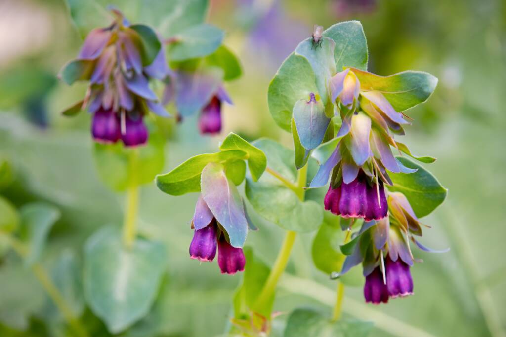 Close-up of Cerinthe major plants with green leaves and clusters of tubular purple flowers hanging downward, reminiscent of the elegance found in a Sonoma wine tasting or a glass of Pinot Noir.