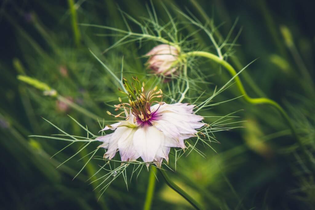 Close-up of a delicate white flower with a purple center and spiky green leaves, set against a blurred green background reminiscent of Chardonnay vineyards in the Russian River region.