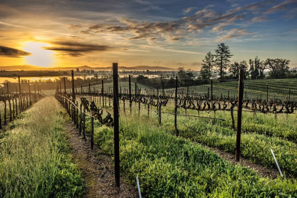 Grape vines of Pinot Noir grow in rows on a vineyard at sunrise, with green grass between the rows and hills visible in the background under a partly cloudy sky.