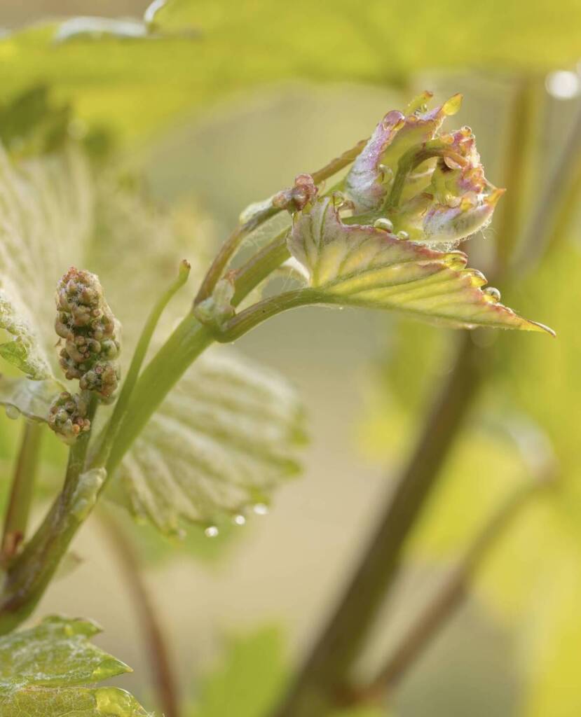 Close-up of a grapevine with young, curling leaves and an emerging cluster of grape buds, set against a soft, green background.