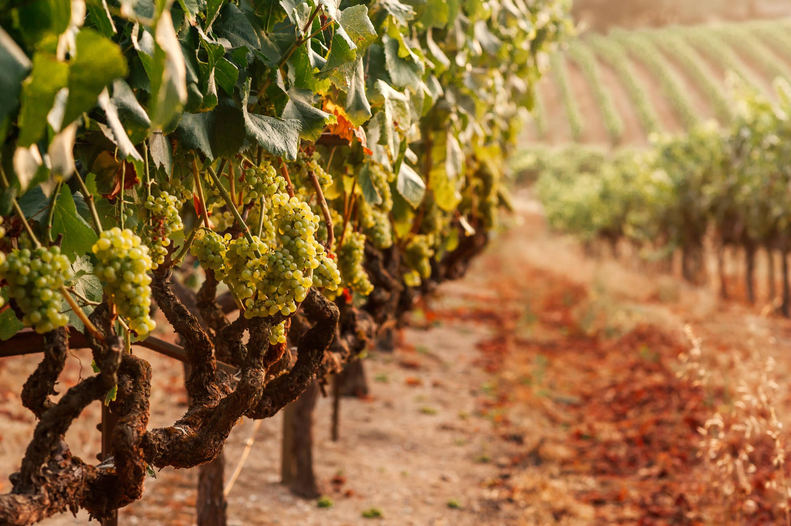 Rows of grapevines with clusters of green grapes growing, set in a sunlit vineyard with dry soil and leaves on the ground.