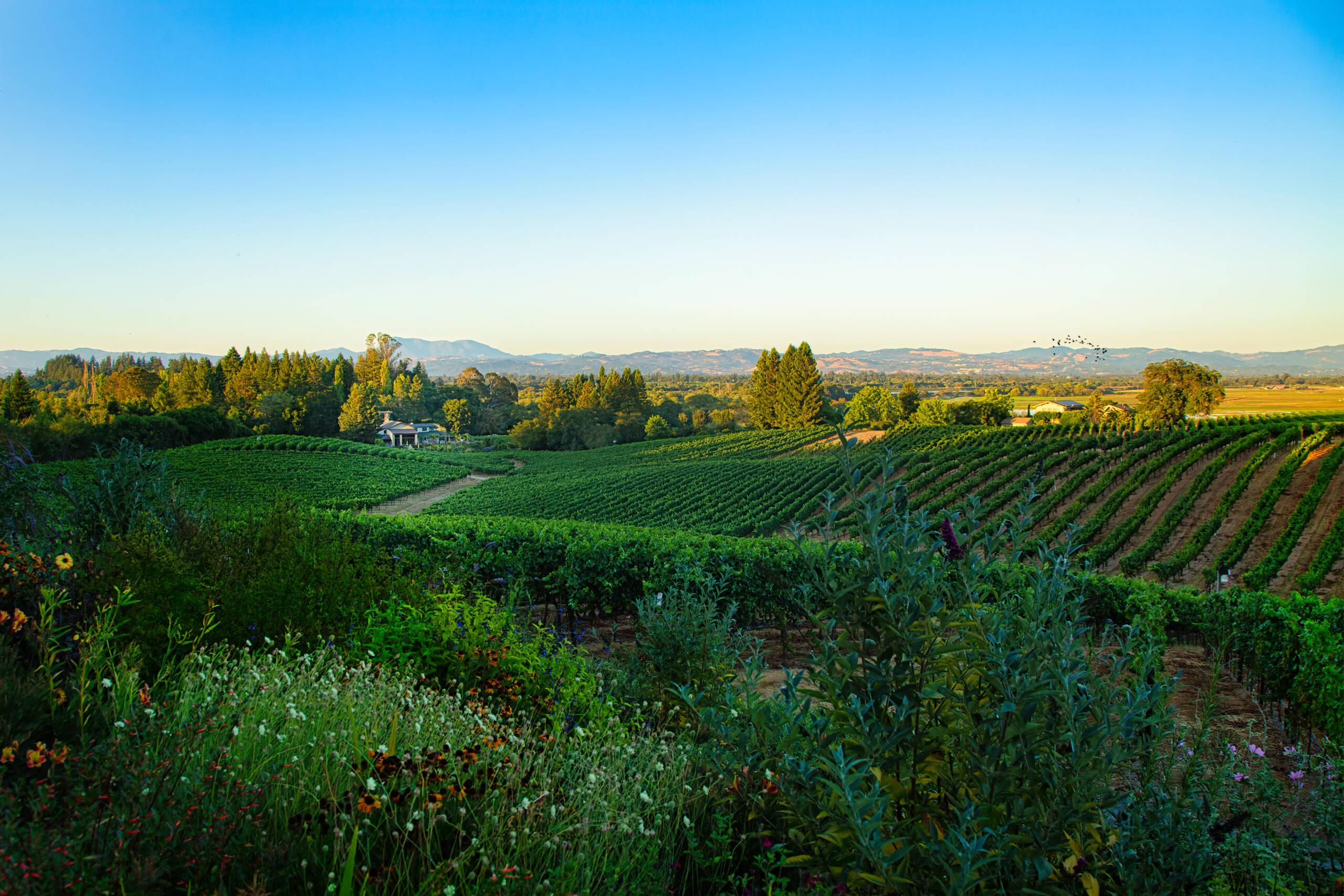 Rows of grapevines stretch across a green Sonoma vineyard, perfect for wine tasting, with a farmhouse in the distance surrounded by trees and mountains under a clear blue sky.