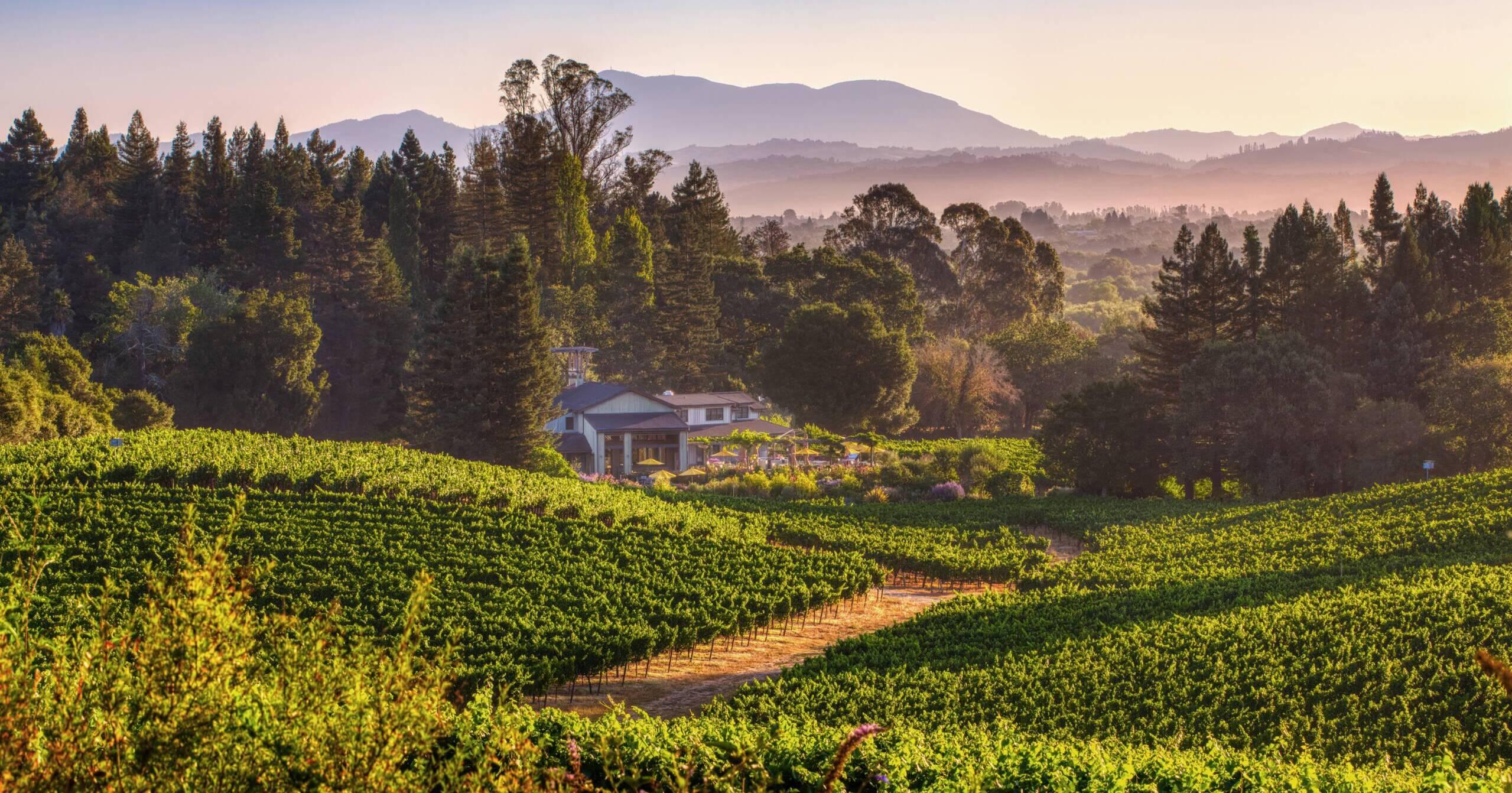 A vineyard landscape in Sonoma with rows of grapevines, a house nestled in the middle ground, trees surrounding the area, and rolling hills in the background—perfect for a relaxing Chardonnay wine tasting under a clear sky.