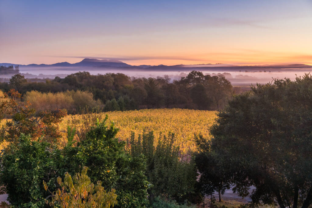 Vineyard landscape at sunrise with mist covering the fields, distant Sonoma mountains in the background, and trees in the foreground—perfect for a peaceful morning wine tasting.